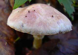 agaric amthyste, agaricus purpurellus