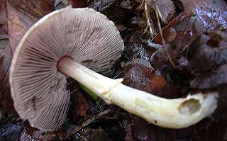 agaric amthyste, agaricus purpurellus