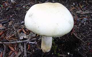 Agaric minent, agaricus excellens