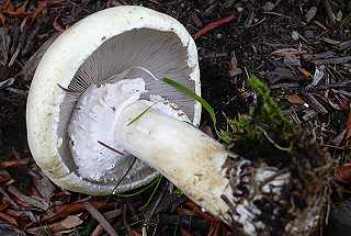 Agaric minent, agaricus excellens