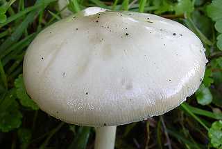 amanite vagine, engaine, grisette, amanita vaginata