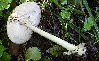 amanite vagine, engaine, grisette, amanita vaginata