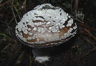 amanite paisse, amanita spissa