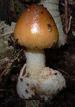 amanite fauve, amanita fulva