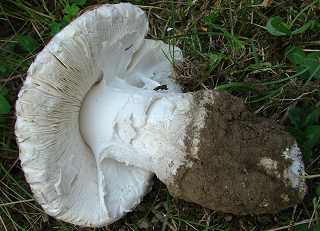 amanite solitaire, amanita strobiliformis