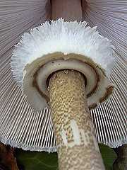 anneau de champignon