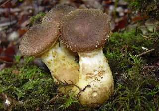 armillaire bulbeuse, armillaria gallica