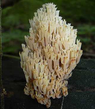 clavaire  pyxides, clavicorona pyxidata, artomyces pyxidatus