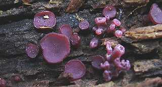 ascocoryne cylichnium