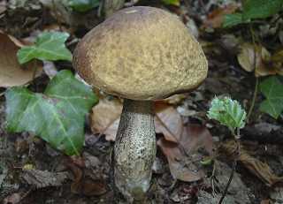 bolet des charmes, leccinum carpini