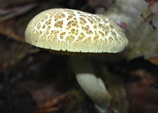 bolet fissur, xerocumus porosporus