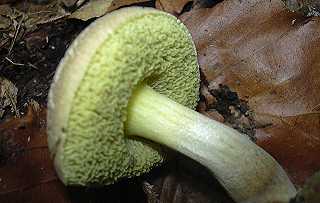bolet fissur, xerocumus porosporus