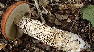 bolet orang des chnes, leccinum quercinum