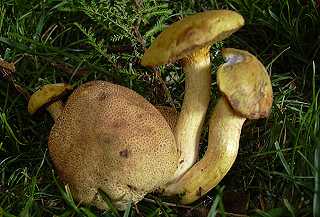 bolet parasite, xerocomus parasiticus