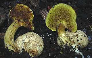 bolet parasite, xerocomus parasiticus