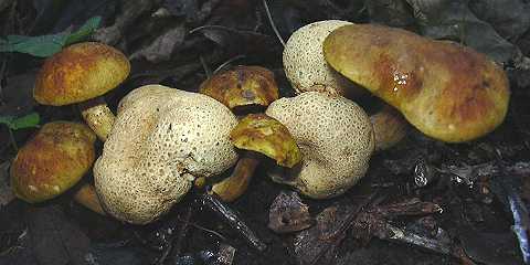 bolet parasite, xerocomus parasiticus