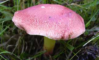 bolet des bords de mares, bolet des rivires, xerocomus ripariellus