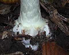 bulbe de champignon