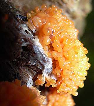 calonema aureum