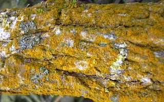 Candelaria concolor