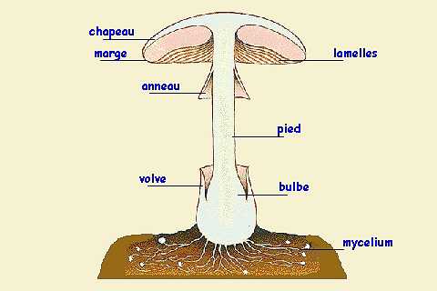 anatomie du champignon : champignon en coupe