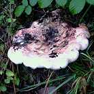 hygrophore russule