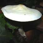 tricholome blanc