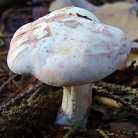 collybie macule