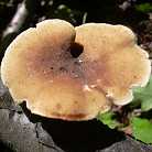 Polypore cili