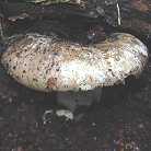 russule verdtre