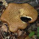 Polypore cailleux