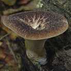 Polypore tuberaster