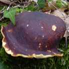 Polypore bai
