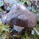 Hygrophore de Mars
