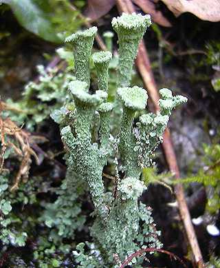cladonie difforme, cladonia deformis