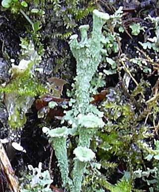 cladonie fimbrie, cladonia fimbriata