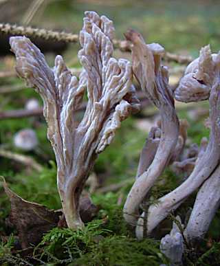 clavaire cendre, clavulina cinerea