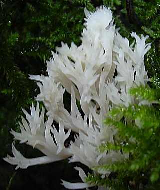  clavaire crte, clavulina cristata