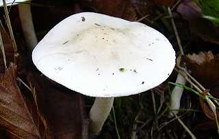 clitocybe blanc, clitocybe candicans
