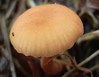 clitocybe laqu, laccaria laccata