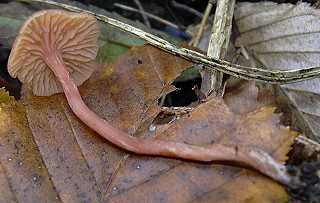 clitocybe laqu, laccaria laccata