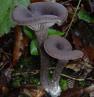 clitocybe obbata, pseudoclitocybe obbata