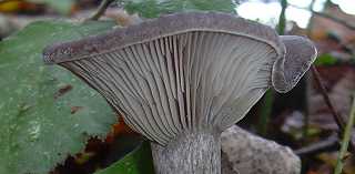 clitocybe obbata, pseudoclitocybe obbata