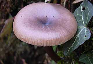 clitocybe plissant, pseudoclitocybe expallens