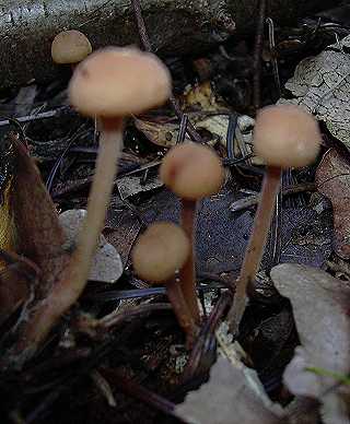 collybie comestible, strobilurus esculentus