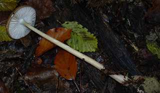 collybie  long pied, oudemansiella pudens