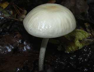 collybie radicante var. blanche, oudemansiella radicata var. alba