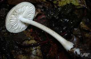 collybie radicante var. blanche, oudemansiella radicata var. alba