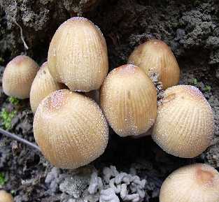 coprin d'Ellis, coprinus ellesii