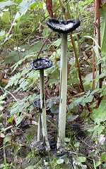 coprin chevelu, coprinus comatus